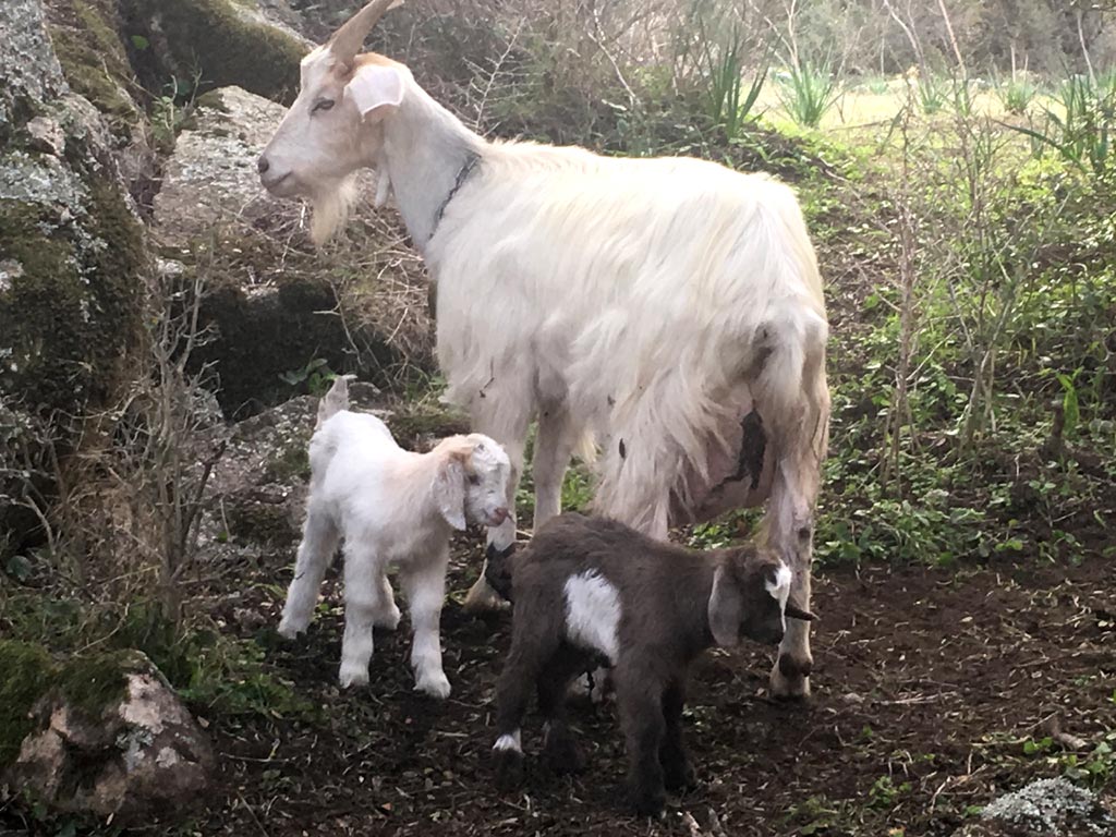 mamma Pinciuledda con capretti