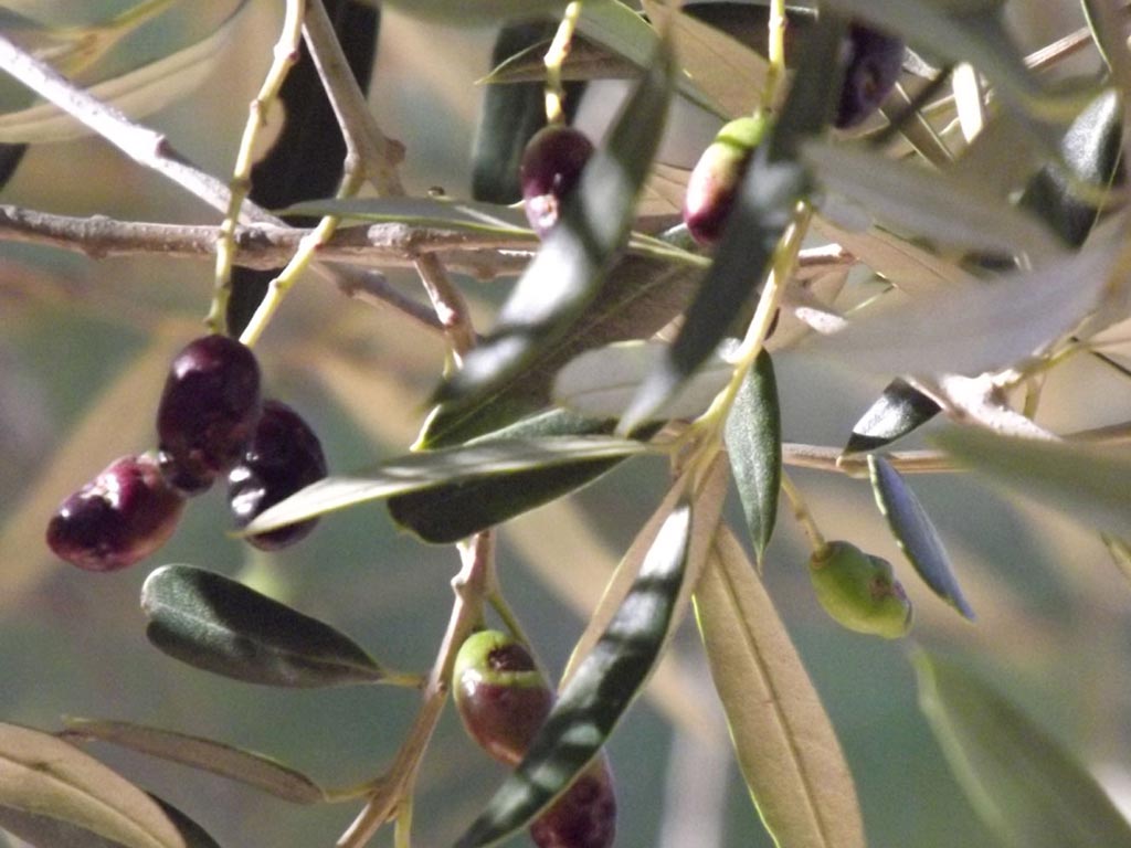 Olive - Il Vecchio GInepro azienda agricola